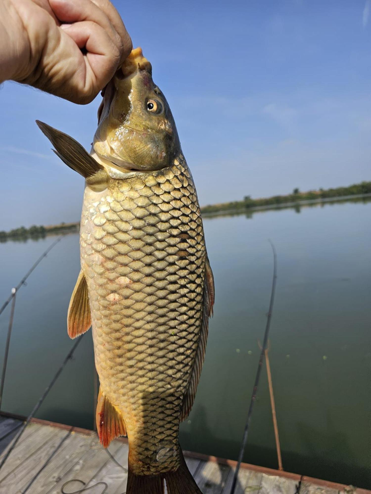 Danube Home Ostrovu Corbului Dış mekan fotoğraf